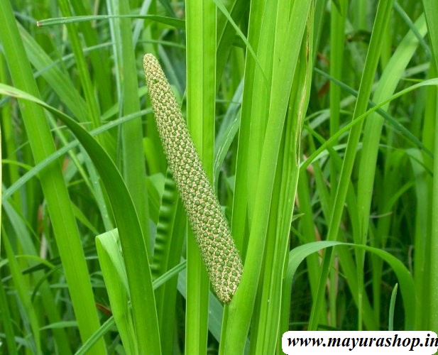 வசம்பு செடி vasmbu