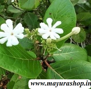 பன்னீர் புஷ்பம் செடி