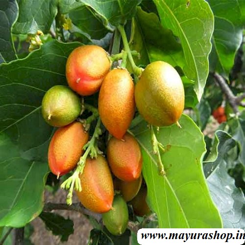 peanut butter fruit plant