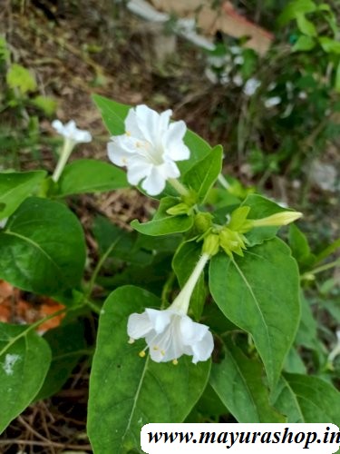 அந்திமந்தாரை விதை 
