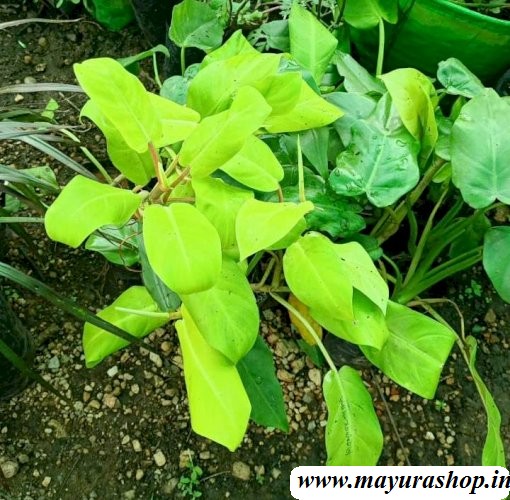 Philodendron Indoor Plant   Light Green