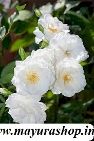 Summer Sun Rose White