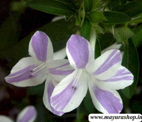 Double Color December Flower Plant 