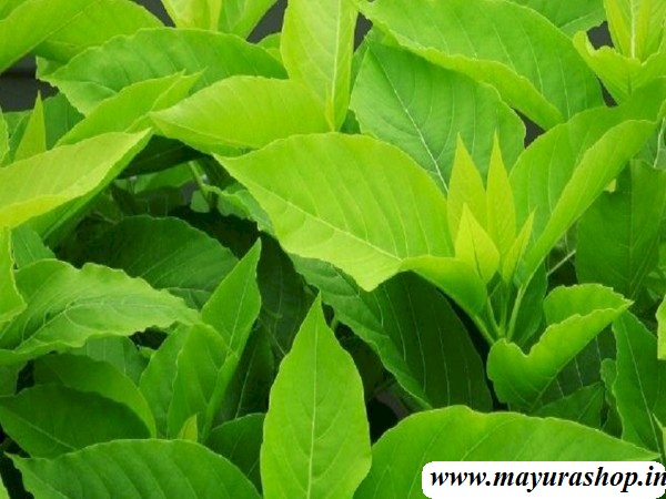 நச்சு கொட்டை கீரை