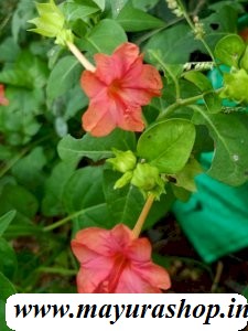 அந்திமந்தாரை செடி Any Color