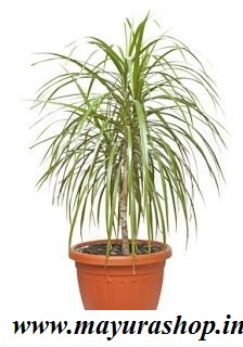 dracena indoor plant light green