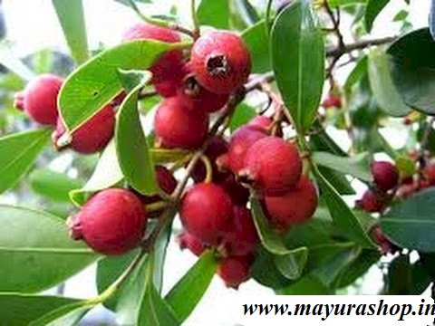 strawberry guava plant
