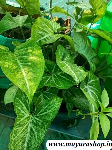 aglaonema plant  indoor