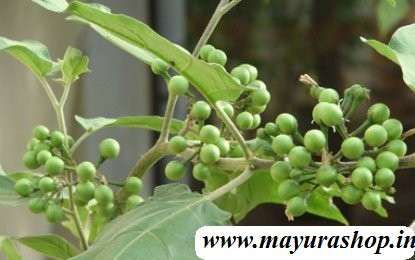 நாட்டு சுண்டைக்காய் நாற்று