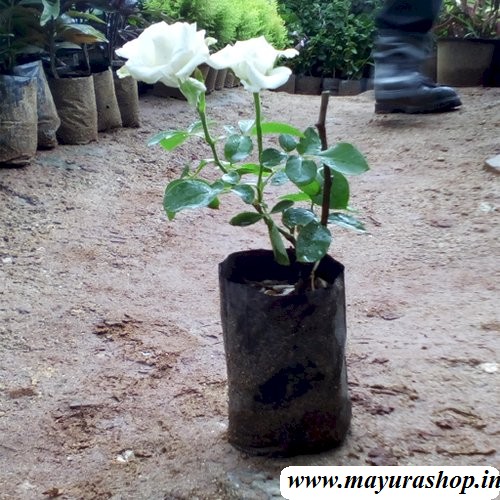 Bangalore Rose Any Color-  Cover