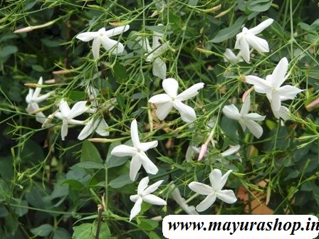 ஜாதி மல்லி செடி dwarf