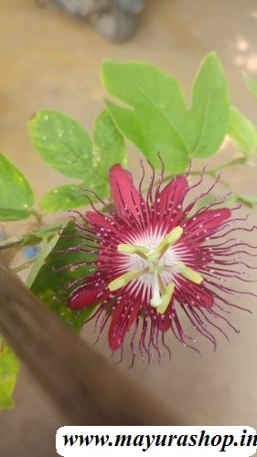  krishna kamal plant pink 
