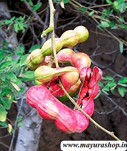 கொடுக்காய்ப்புளி 