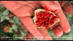 செந்தூரம்  விதைகள் Sindoor tree seeds  ( 10 Nos.)