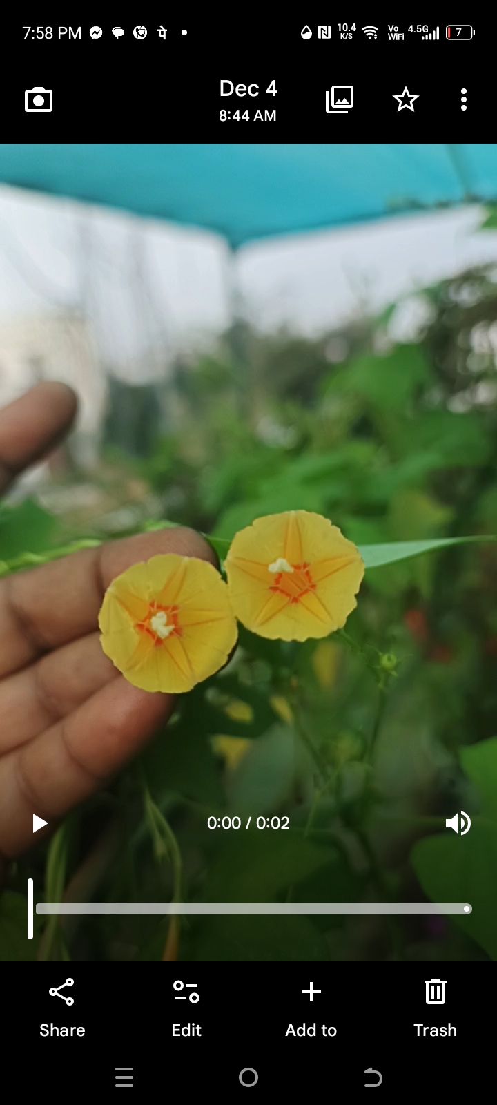 Yellow morning glory flower Seed-விதை