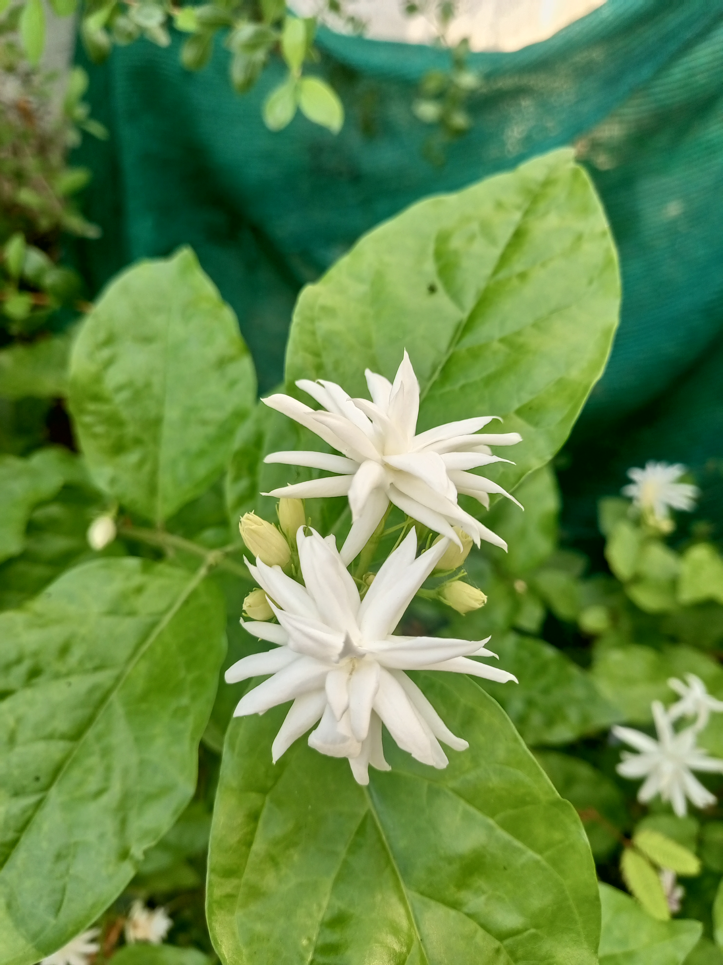 இருவாச்சி மல்லி