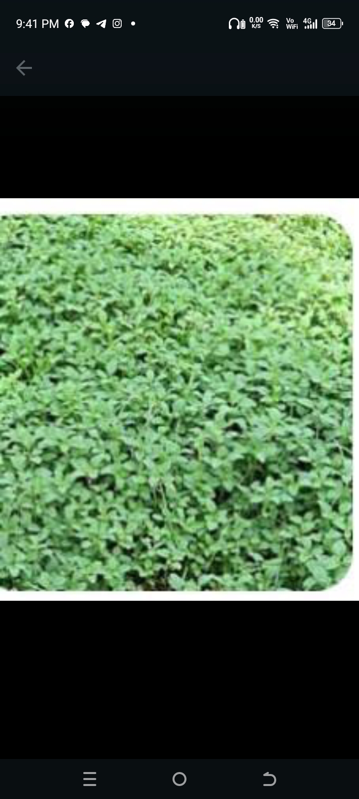 பச்சை முளைக்கீரை-விதை
