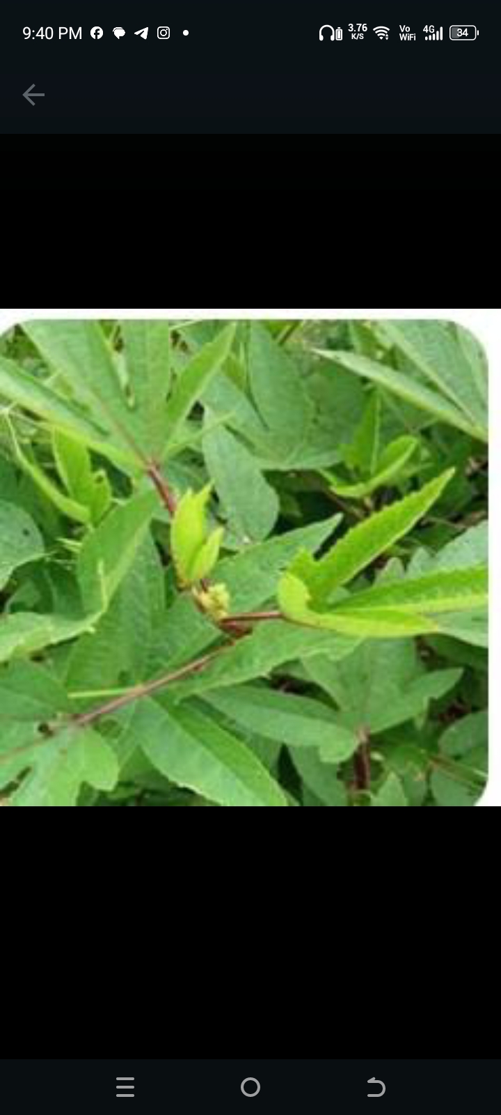 சிவப்பு புளிச்ச கீரை-விதை