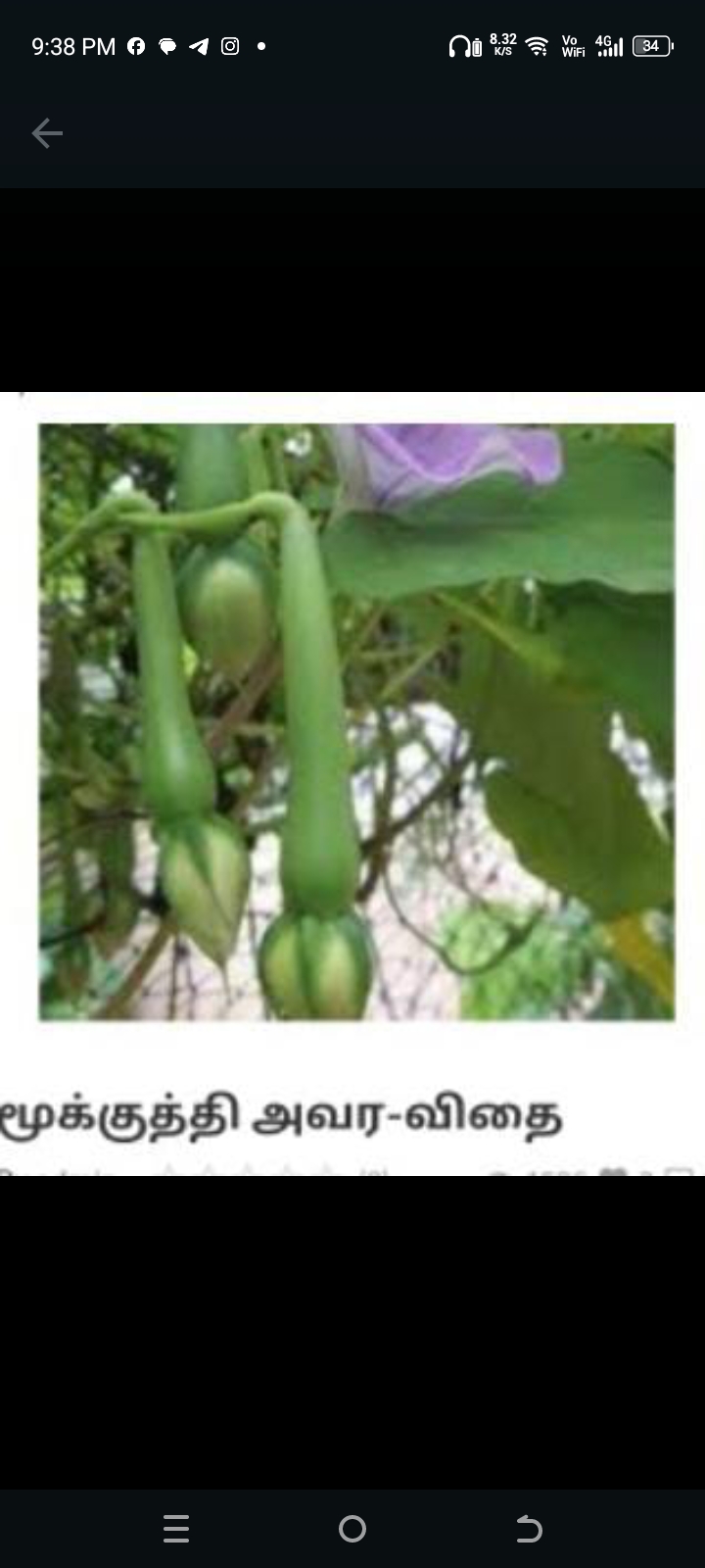 மூக்குத்தி அவர-விதை