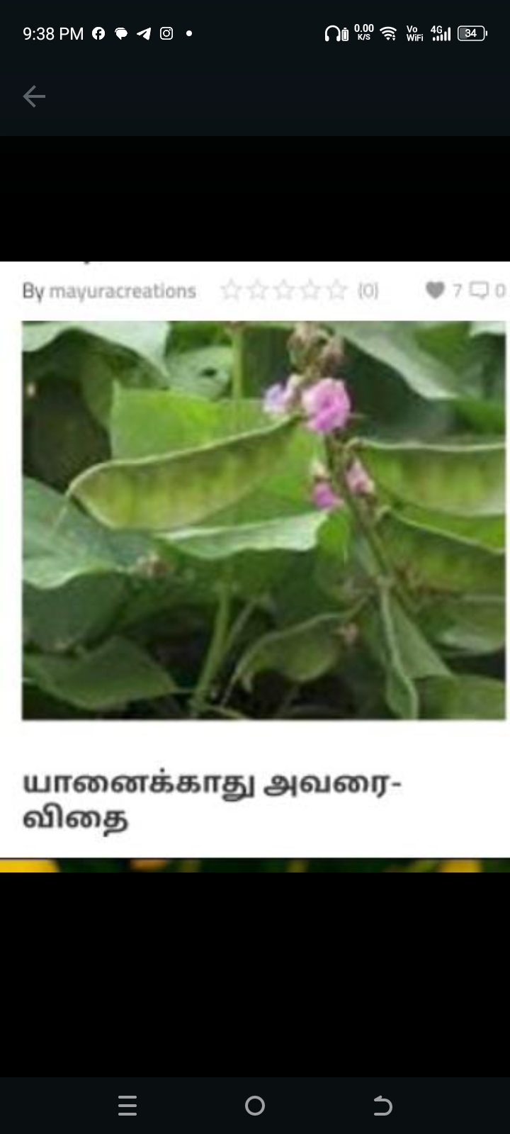 யானைக்காது அவரை-விதை