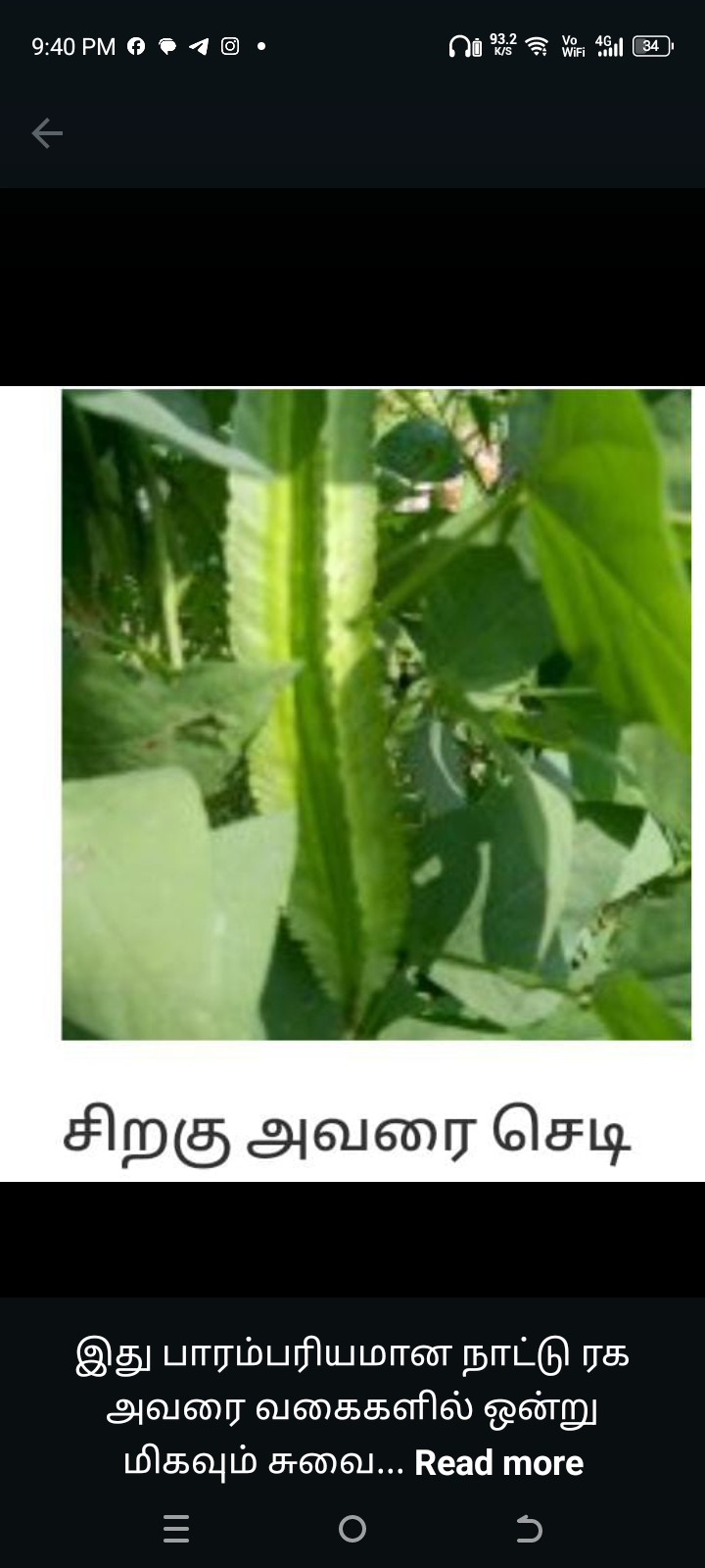 சிறகு அவரை-விதை