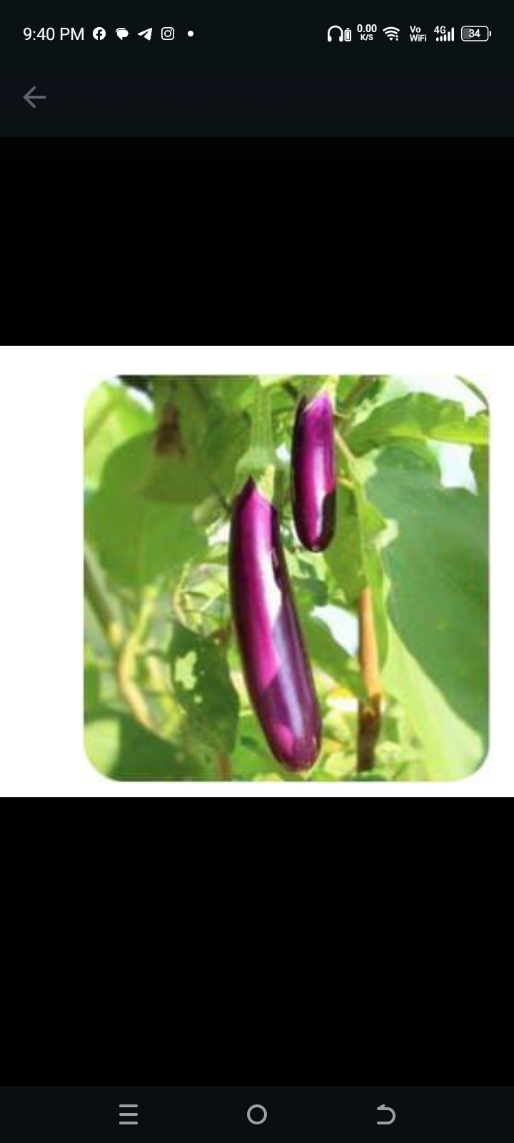 ஊதா நீல கத்தரி-விதை