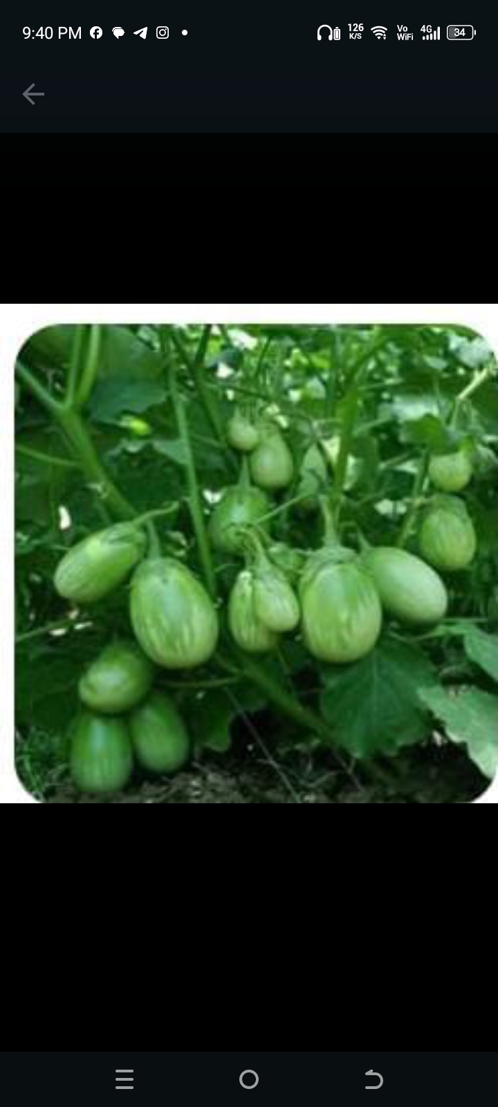 பச்சை குண்டு கத்திரி-விதை