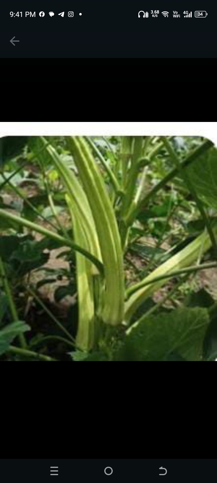 நீள் வெண்டை-விதை