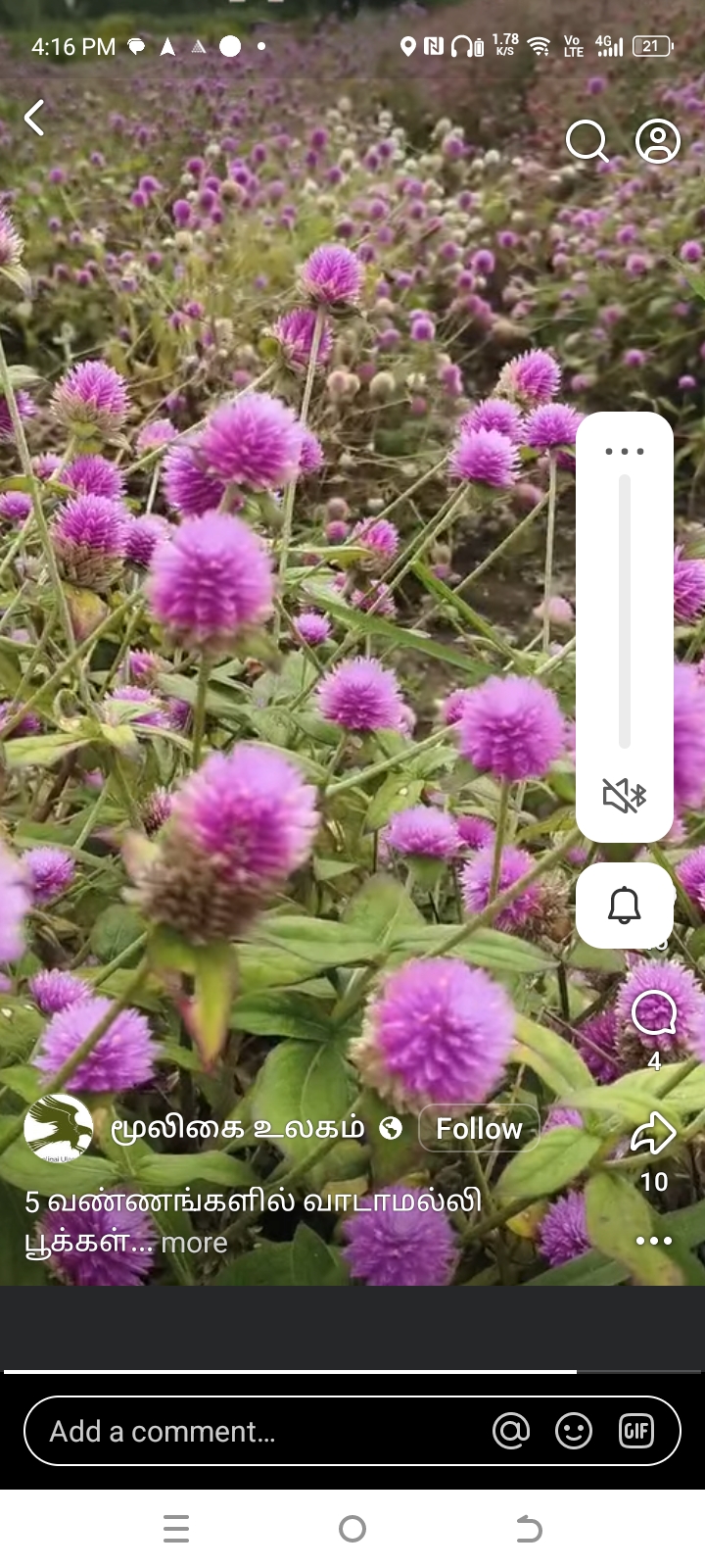 light pink வாடாமல்லி-விதை