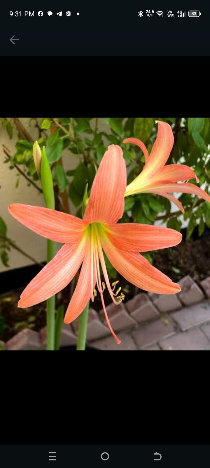 Amar liliy orange