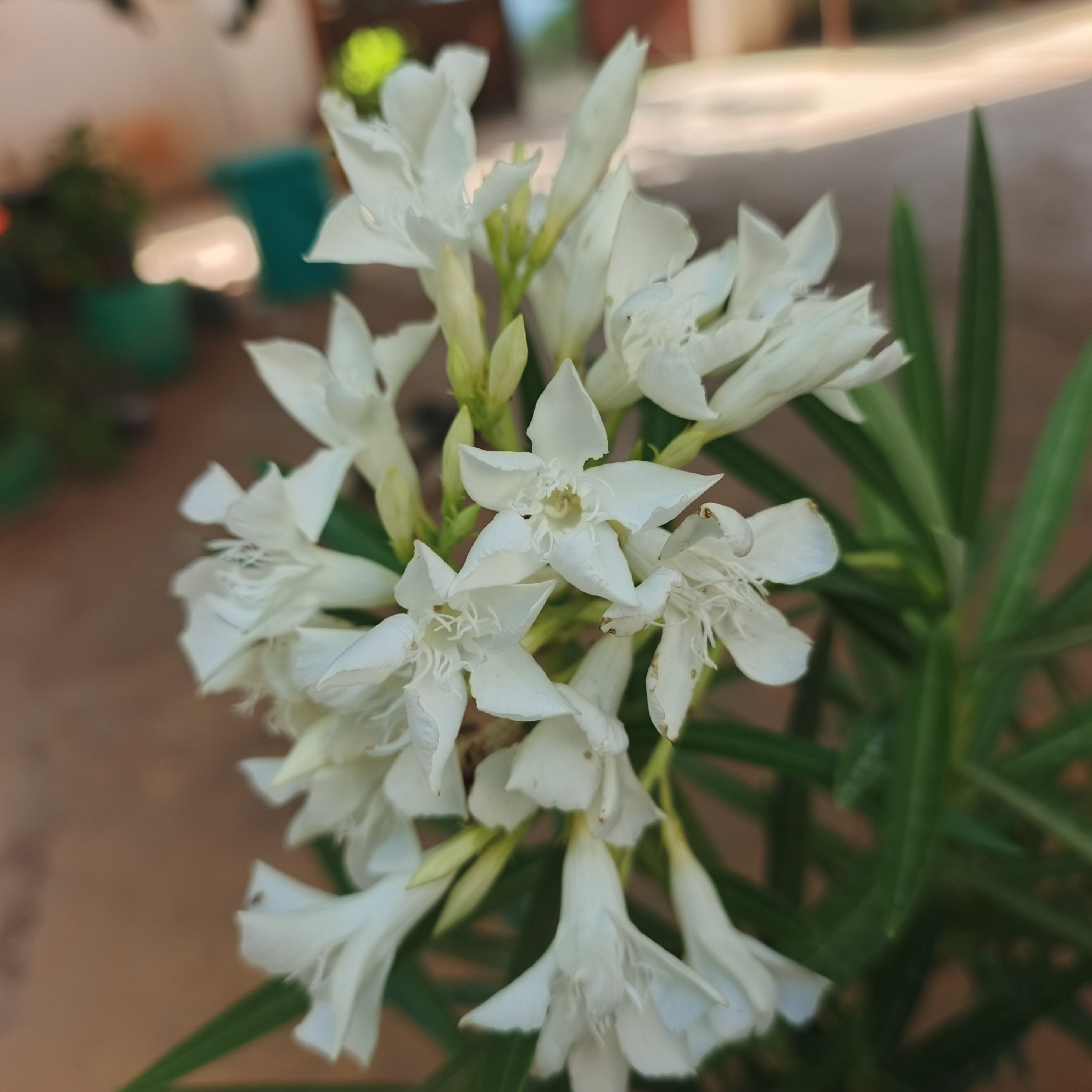 வெள்ளை அரளி White Arali