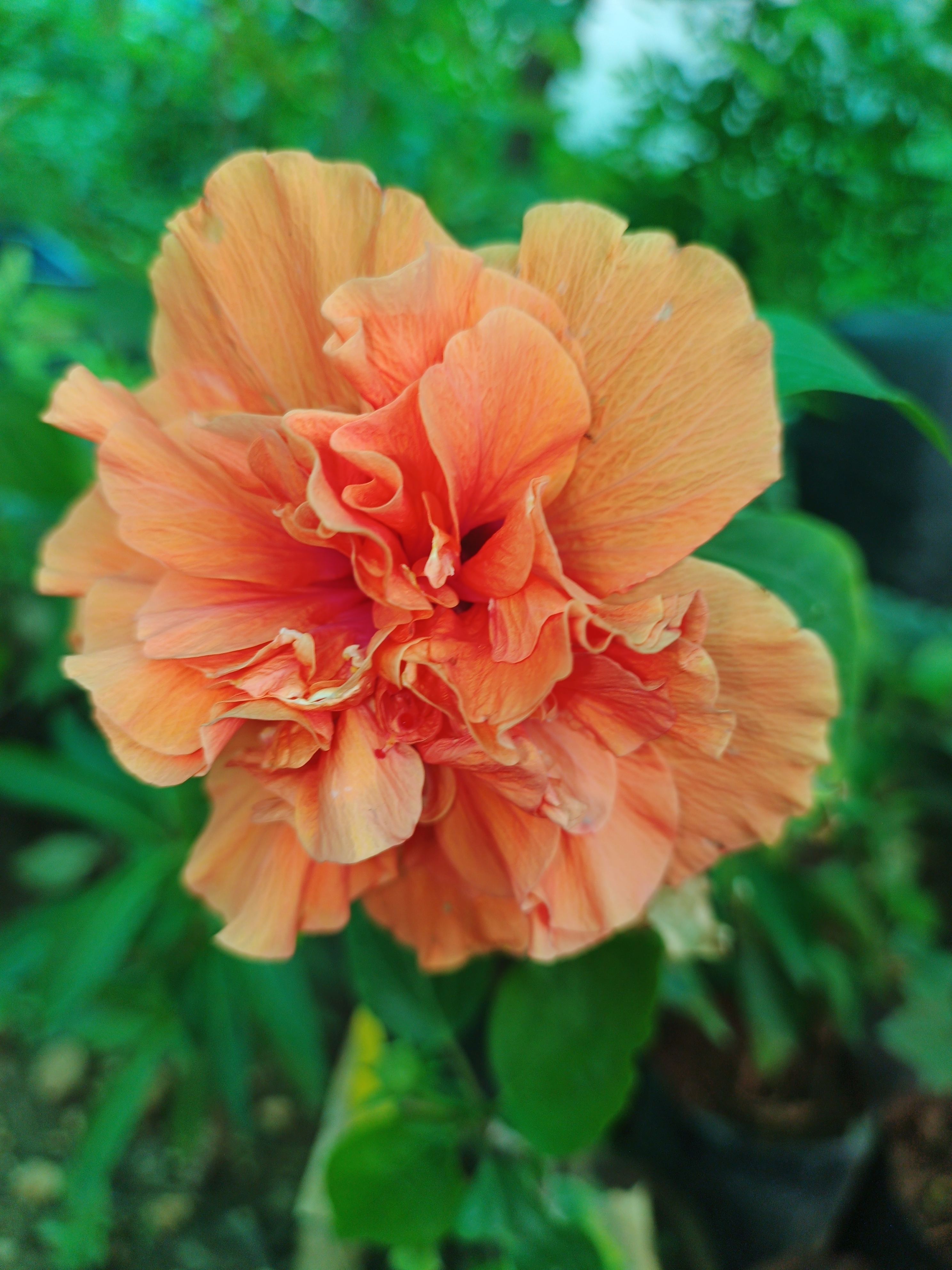 Hybrid ஆரஞ்சு அடுக்கு செம்பருத்தி