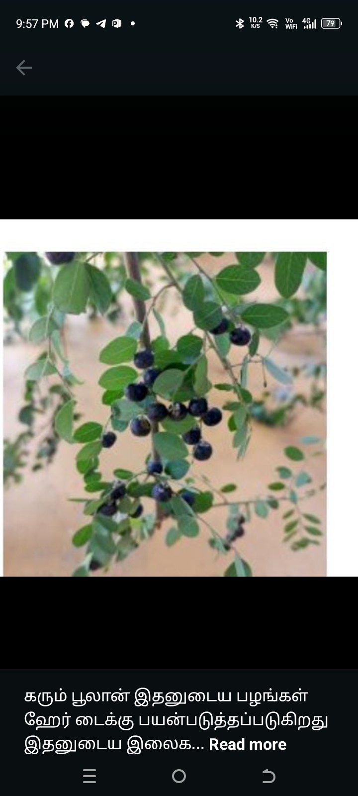 கரும்பூலா மூலிகை செடி Plant
