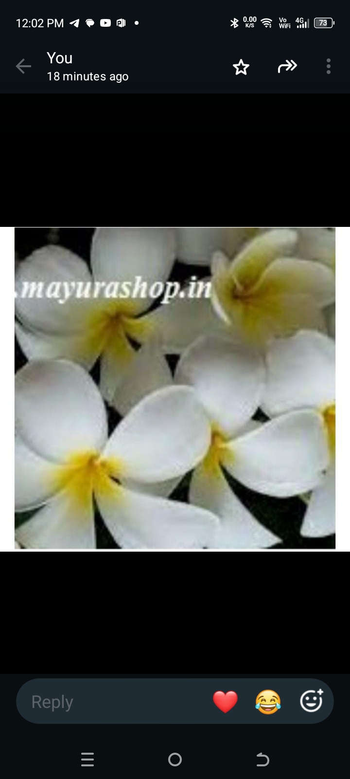 Plumeria Yellow with White