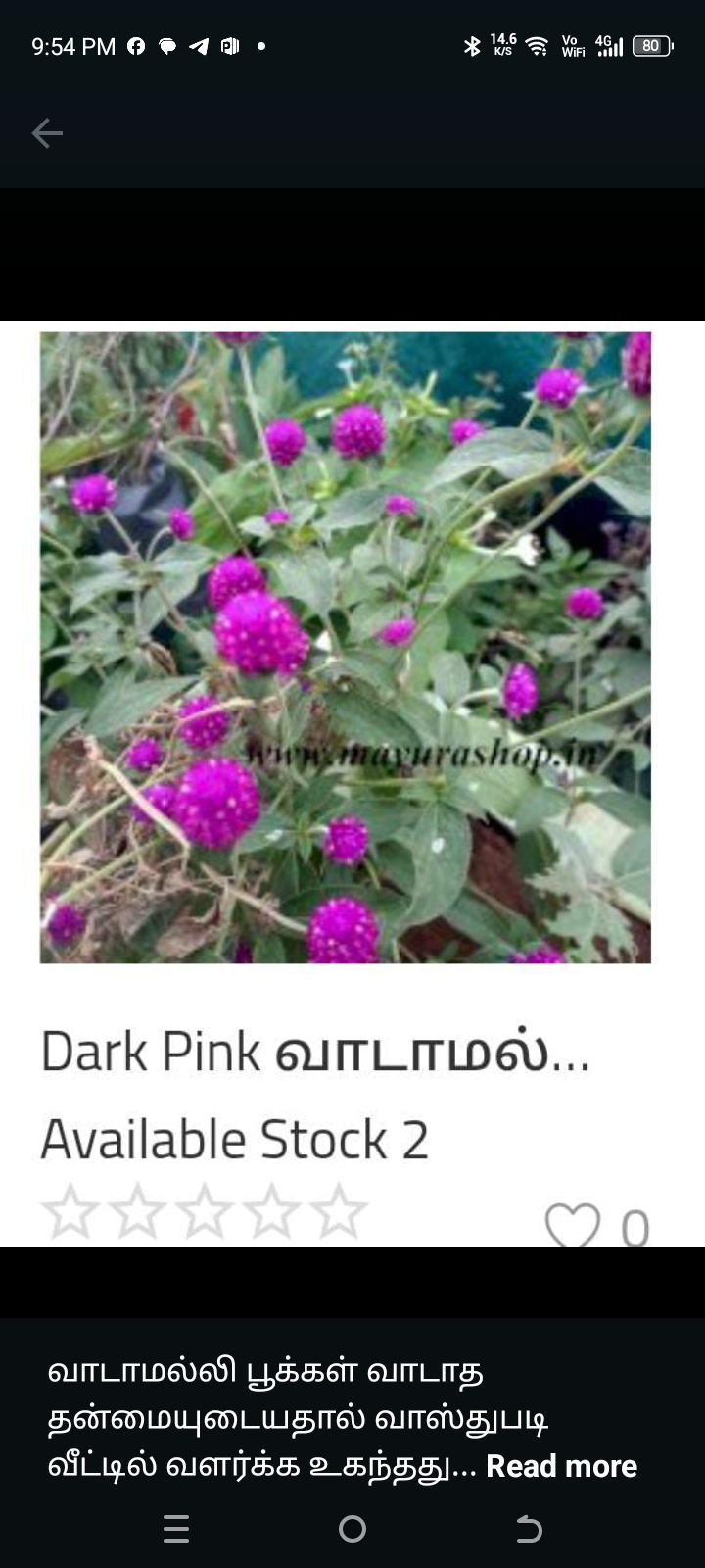 dark pink வாடாமல்லி-விதை