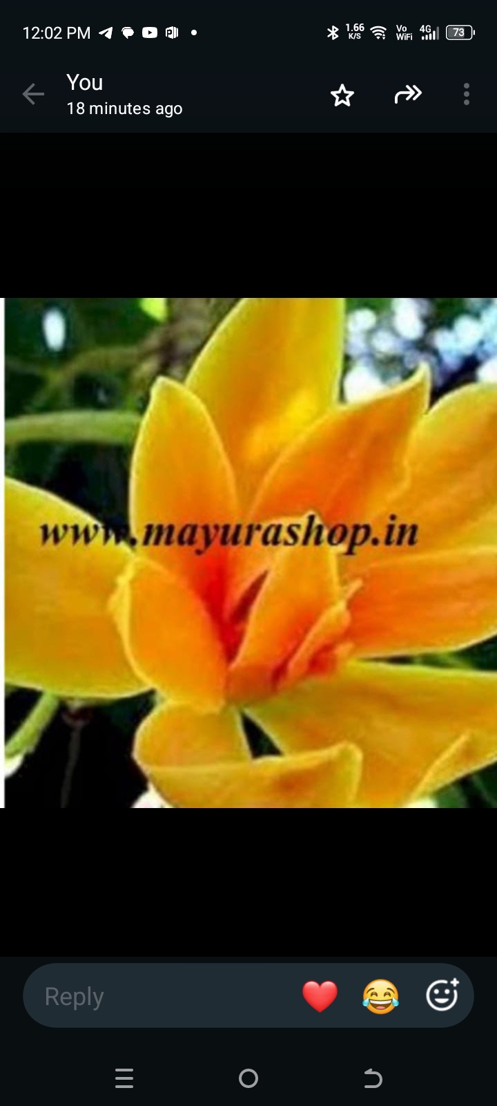 சௌந்தர்ய செண்பக பூ செடி கிடைக்கும் - Senbhagam Yellow with Orange