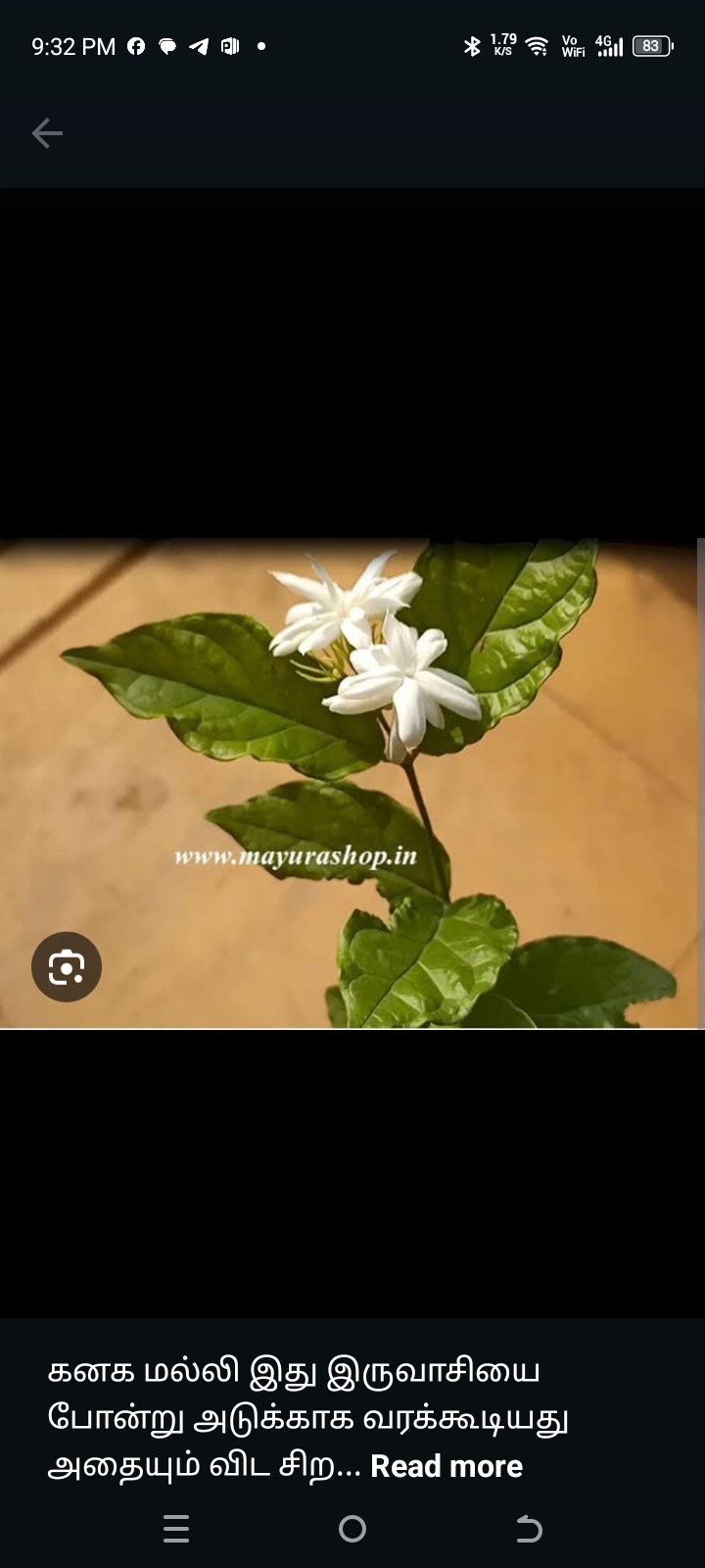கனக மல்லி Plant