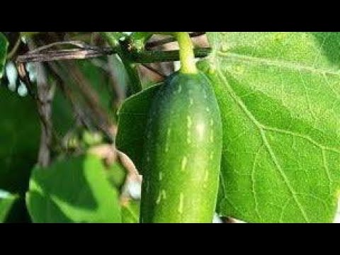 கோவை கொடி
