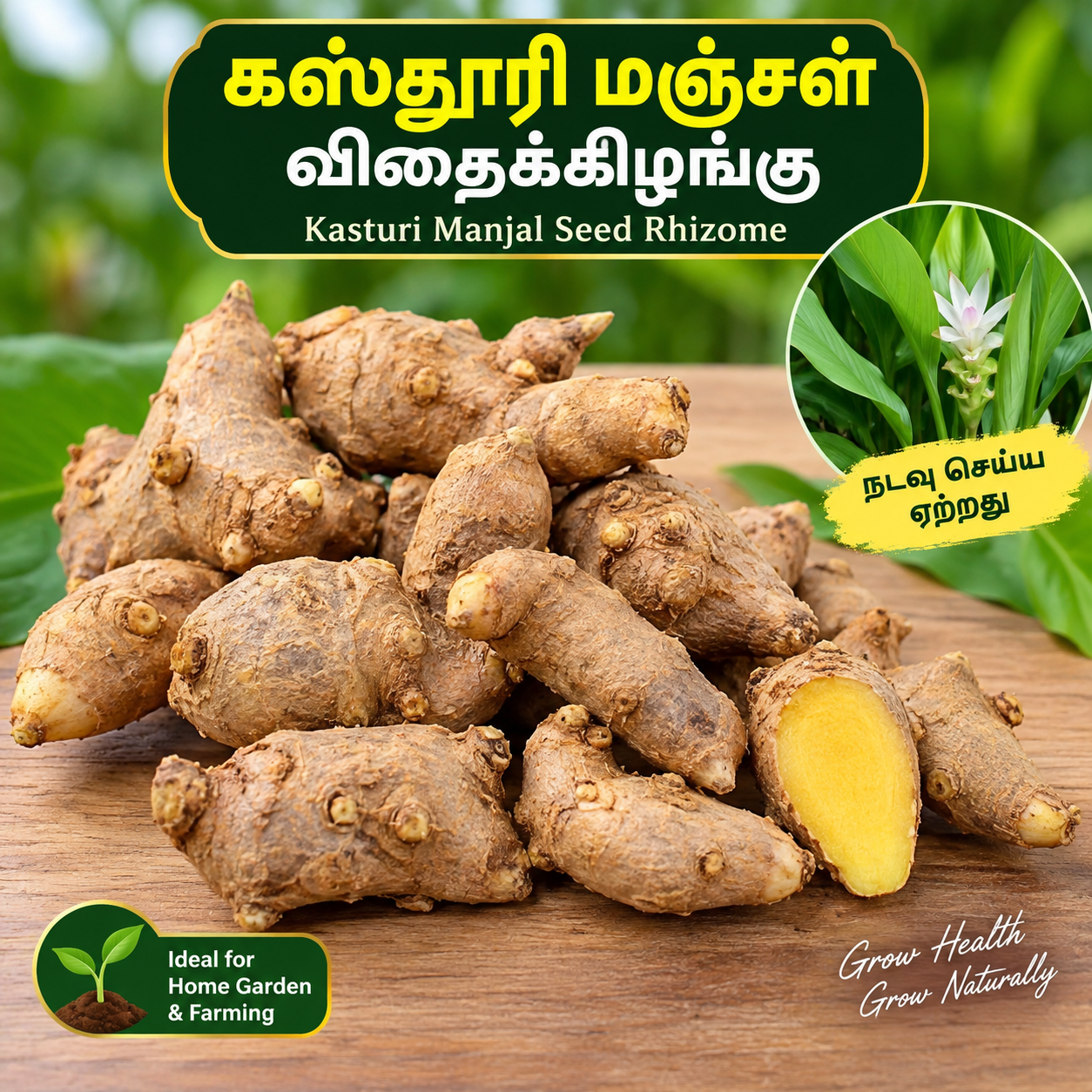 கஸ்தூரி மஞ்சள் விதைக்கிழங்கு