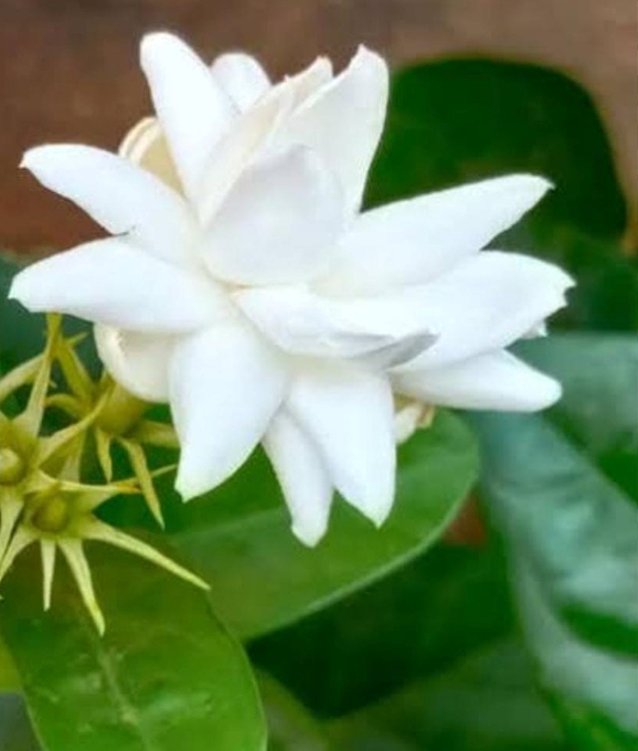 இரண்டு அடுக்கு மதுர மல்லி
