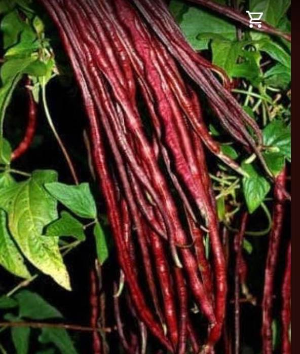 சிவப்பு பொரியல் தட்டை vedhai