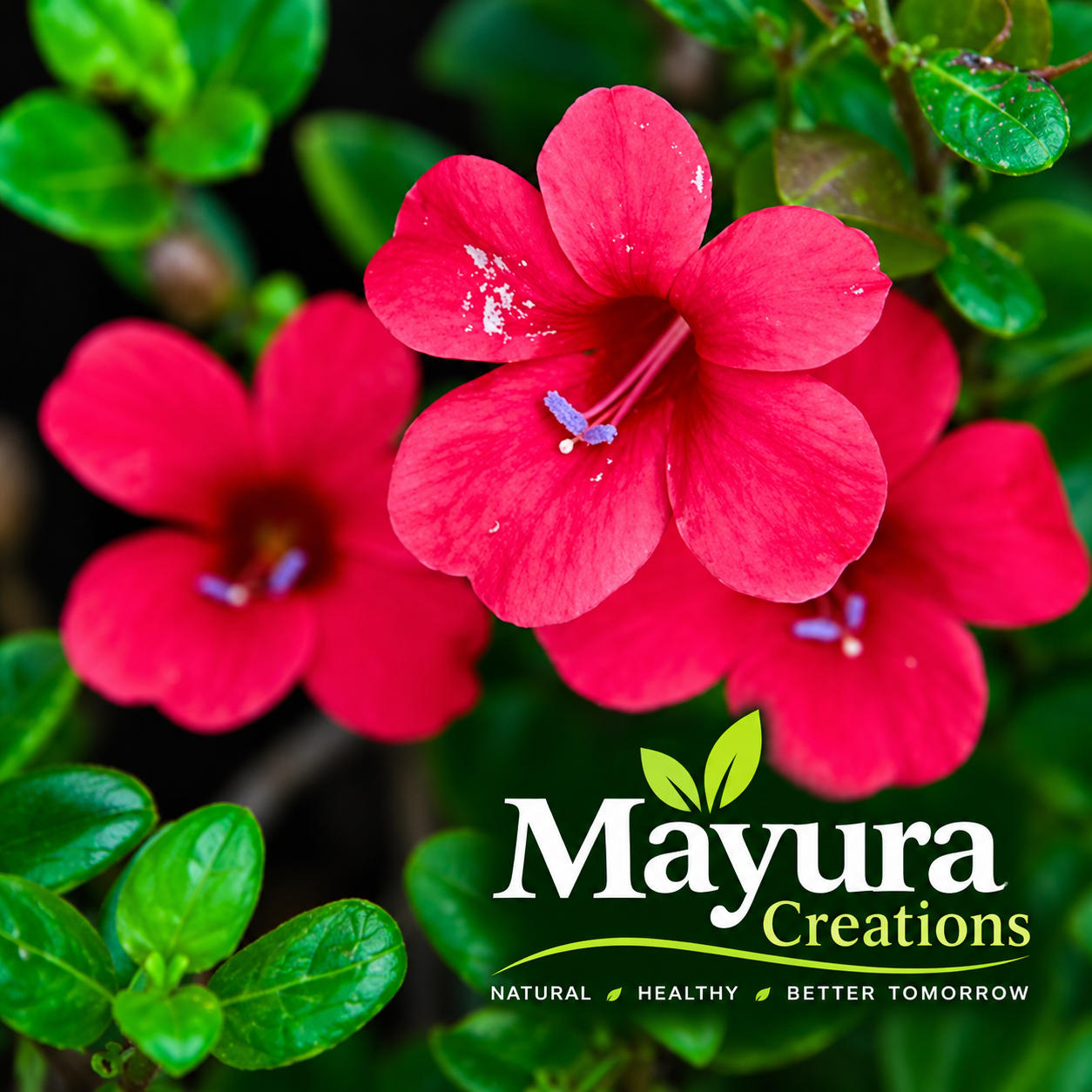 December Flower Red Color