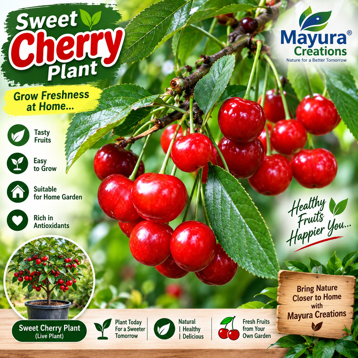 Sweet Cherry Plant
