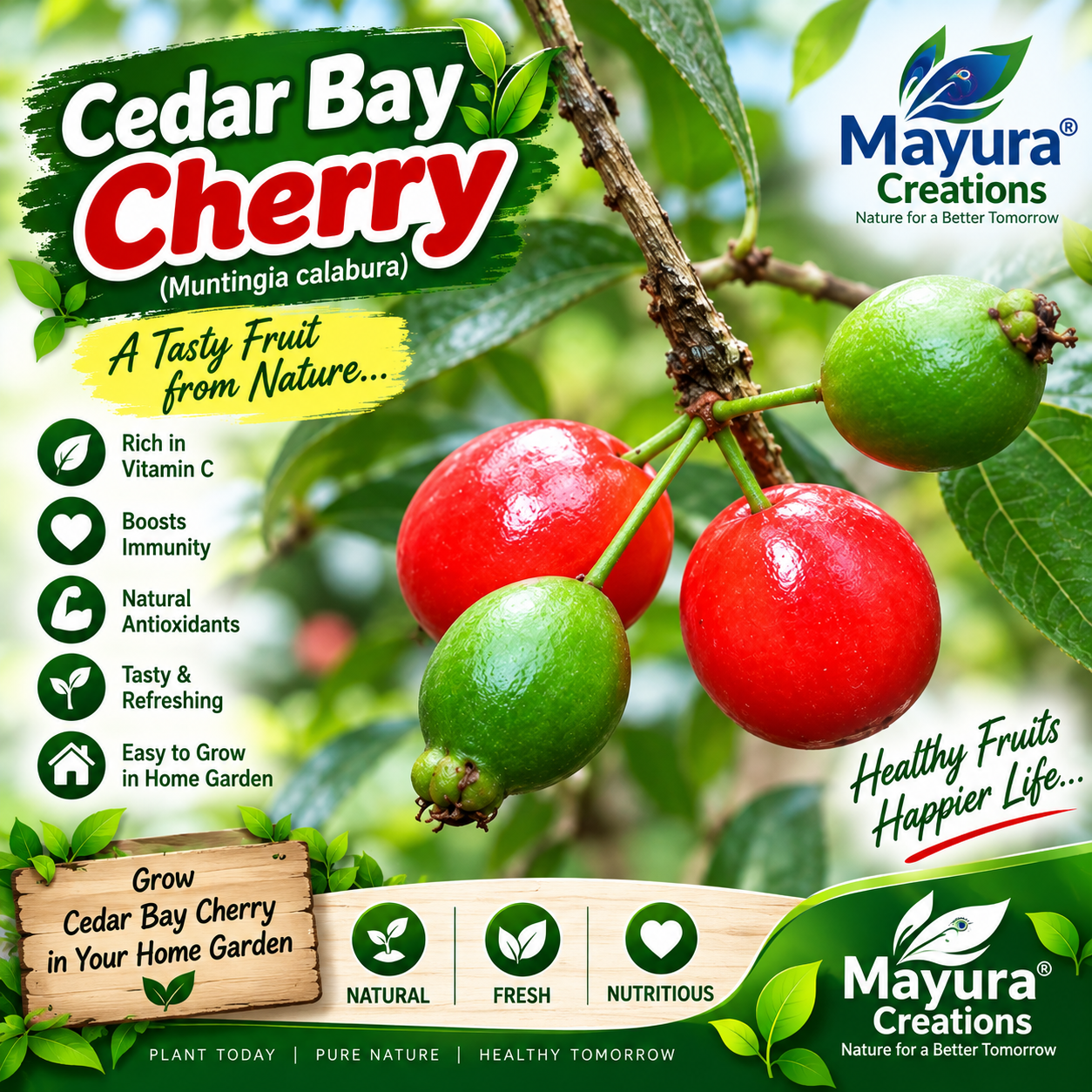 cedar by cherry