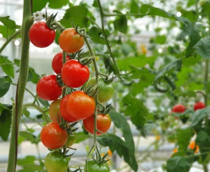 Cherry tomato - செர்ரி தக்காளி