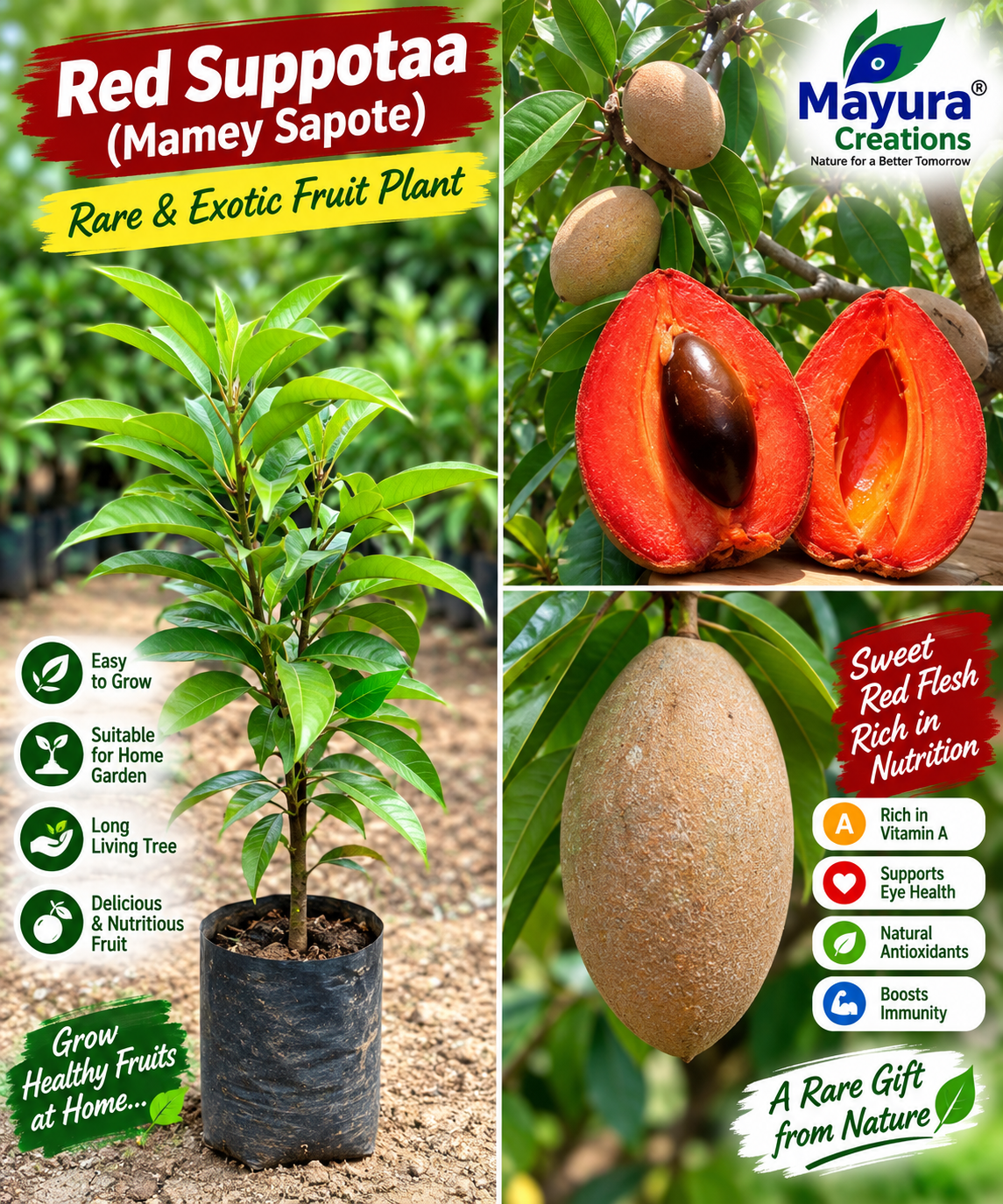 red sapota plant