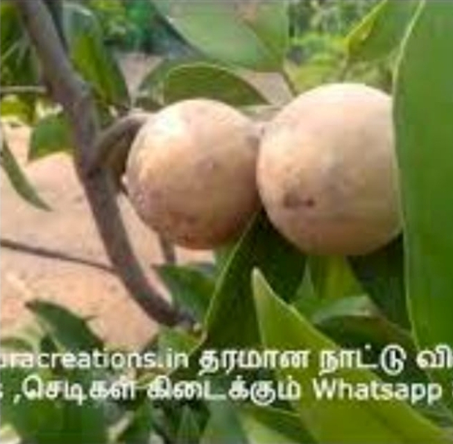 நாட்டு சப்போட்டா