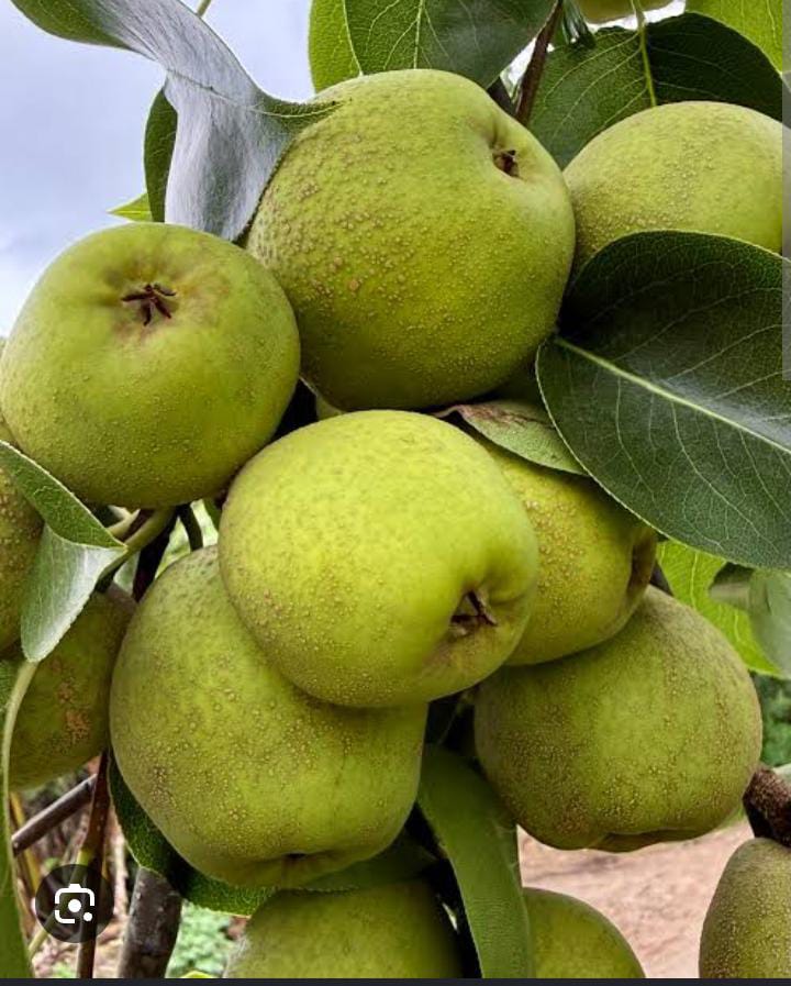 Pear  பேரிக்காய் Plant