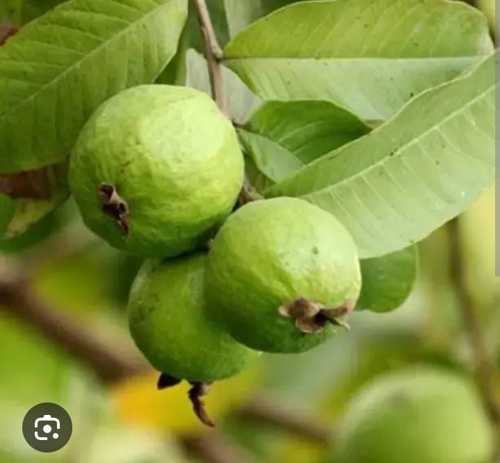 நாட்டு கொய்யா