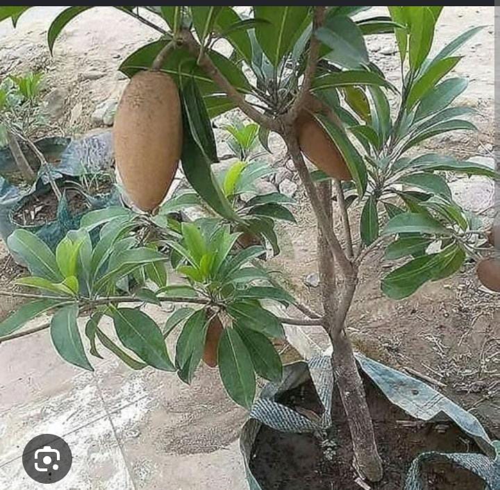 Banana Sapotta Plant
